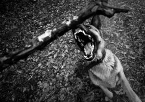 dog bite lawyer in Carrollton, TX